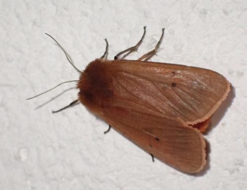 Phragmatobia fuliginosa